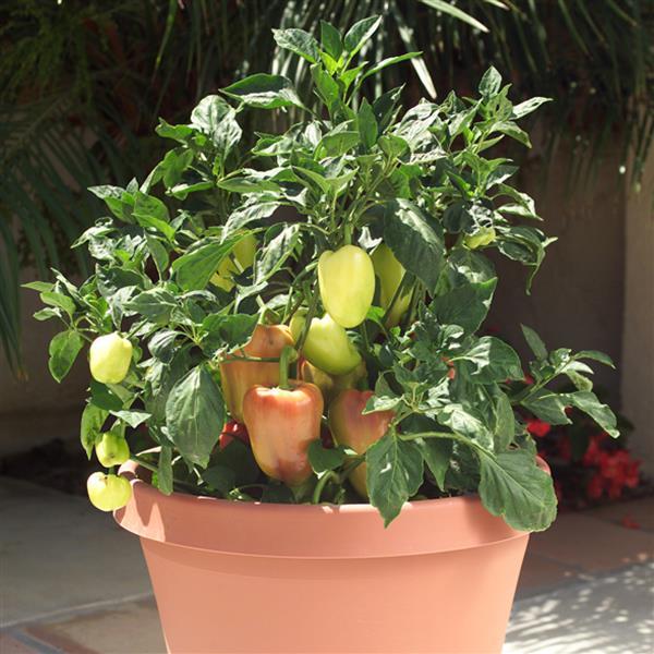 Pepper Gypsy - 4" Potted Vegetable