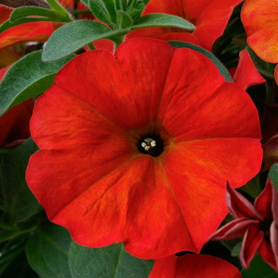 SuperCal Premium Red Maple Petchoa - 4.33" Premium Annual