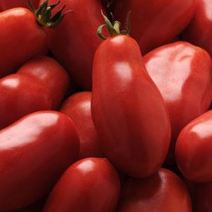 Tomato San Marzano - 4" Potted Vegetable