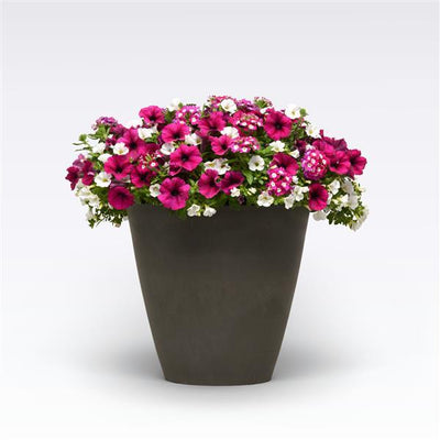 121 Berry Basket - 11" Hanging Basket