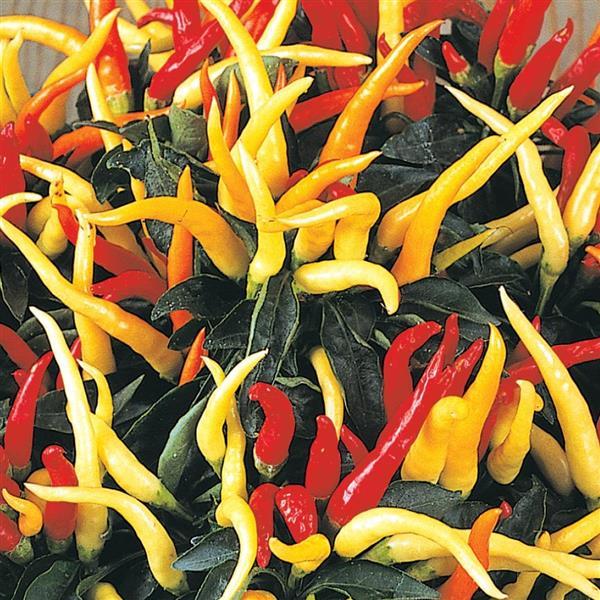 Medusa Ornamental Pepper - 5" Fall Annuals