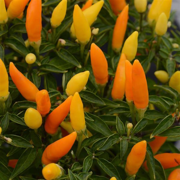 Sedona Sun Ornamental Pepper - 5" Fall Annuals