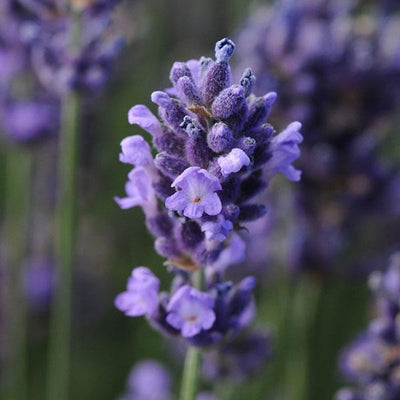 Lavandula ang SuperBlue - 4.33" Potted Herb