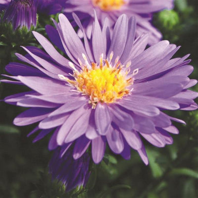 Blue Dragon Aster - 5" Fall Asters
