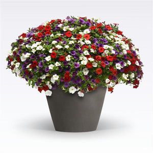 204 Calibrachoa Spirits United - 11" Hanging Basket
