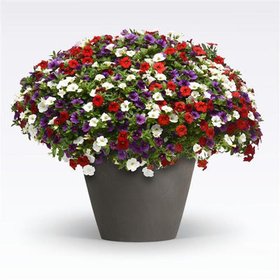 204 Calibrachoa Spirits United - 11" Hanging Basket