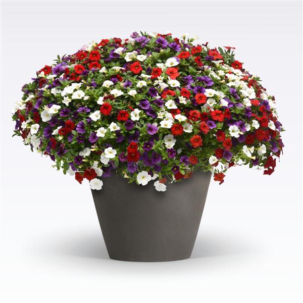 204 Calibrachoa Spirits United - 11" Hanging Basket