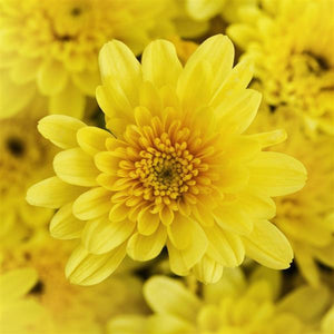Milkshake Banana Yellow - 8"x6" Potted Garden Mum
