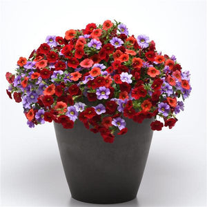203 Calibrachoa Laguna Beach - 11" Hanging Basket