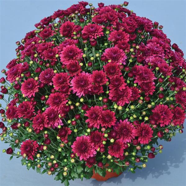 Plumberry Purple - 10" Deco Pot Garden Mum