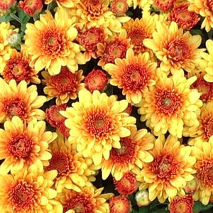 Autumn Envy Bronze - 5" Potted Garden Mum