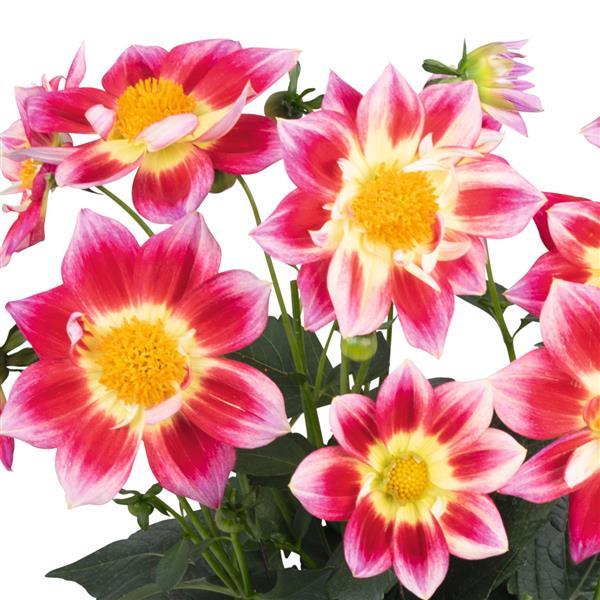 Dahlia Summer Bees Red Bicolor - 8" Planter