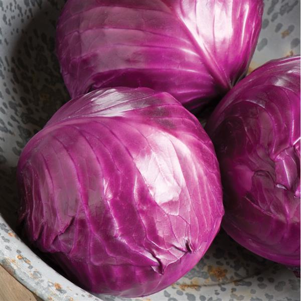 Ruby Perfection Ornamental Kale - 8" Fall Annuals