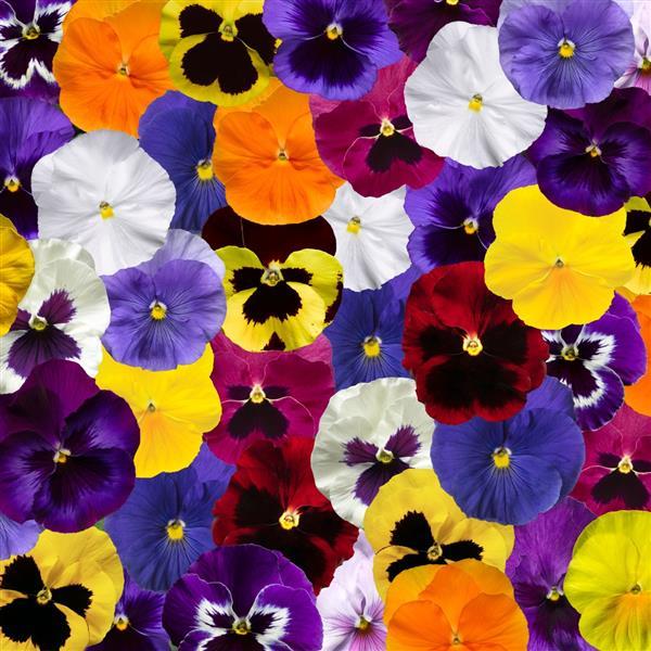 Pansy Delta Pro Mix All Colors - 6 Pack Annual