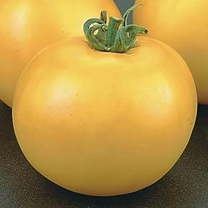 Tomato Lemon Boy - 4" Potted Vegetable