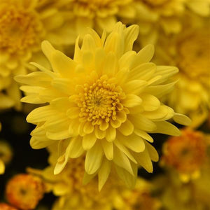 Tribeca Yellow - 10" Deco Pot Garden Mum