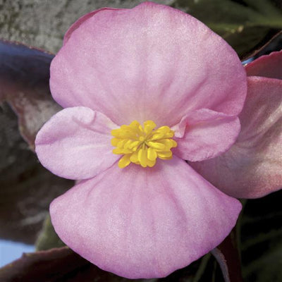 Begonia Harmony Mix - 4 Pack Annual