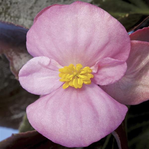 Begonia Harmony Mix - 4 Pack Annual
