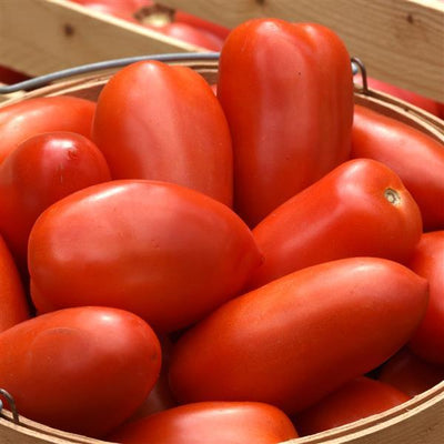 Tomato TALL La Roma IV Red - 6.3" Staked Vegetables