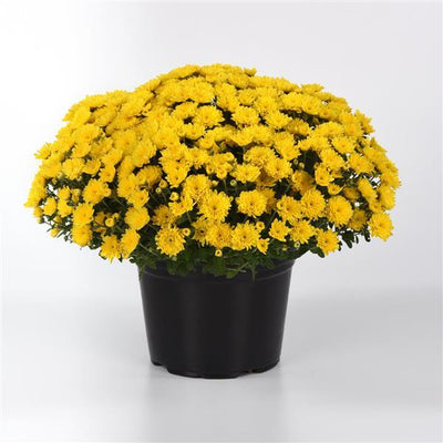 Cyclone Yellow - 8"x5" Potted Garden Mum