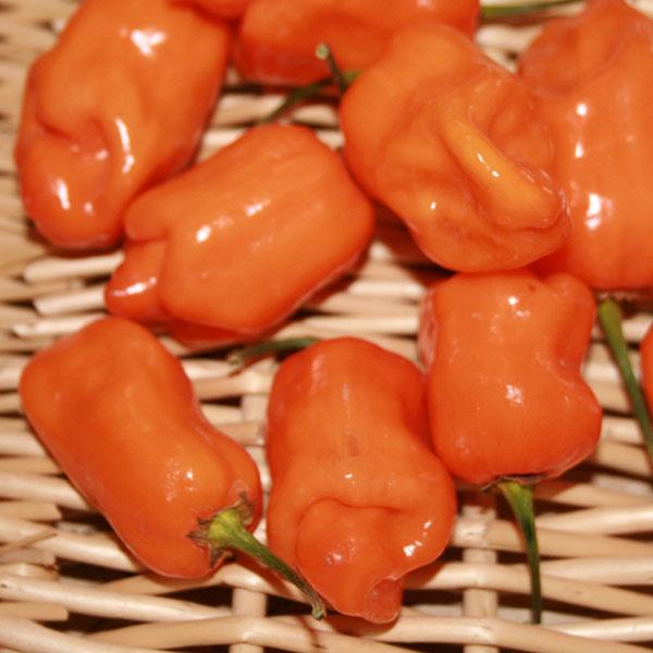 Pepper Habanero Orange - 4" Potted Vegetable