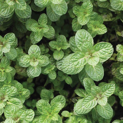 Mint Apple - 4.33" Potted Herb