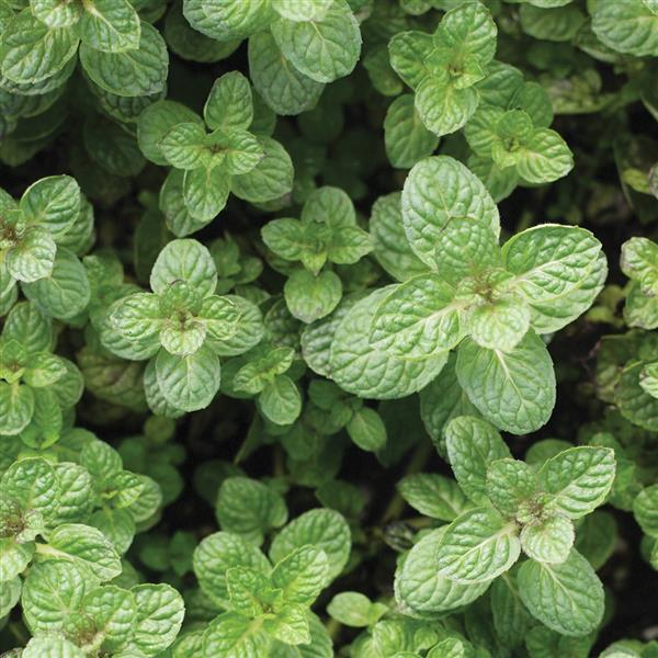 Mint Apple - 4.33" Potted Herb