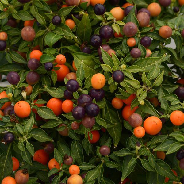 Hot Pops Purple Ornamental Pepper - 5" Fall Annuals