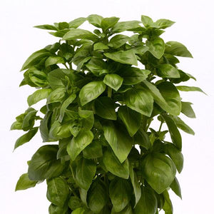 Basil Everleaf Genovese - 4.33" Potted Herb