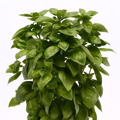 Basil Everleaf Genovese - 4.33" Potted Herb