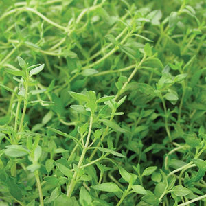 Thyme French - 4.33" Potted Herb
