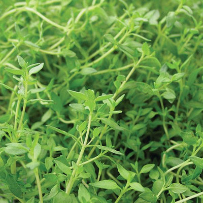 Thyme French - 4.33" Potted Herb