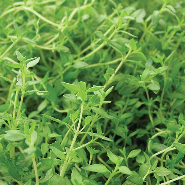 Thyme French - 4.33" Potted Herb