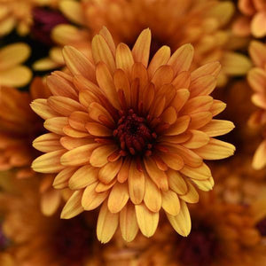Cosmic Meteor Bronze - 5" Potted Garden Mum