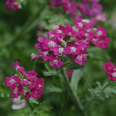 Achillea Yarrow New Vintage Violet
