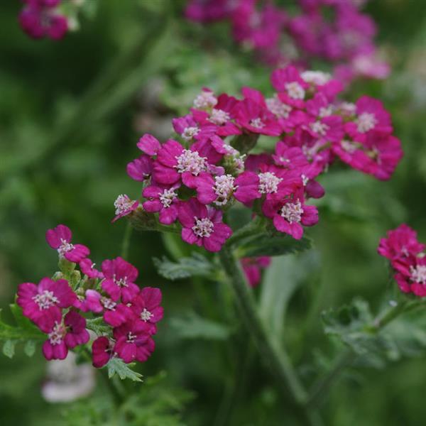 Achillea Yarrow New Vintage Violet