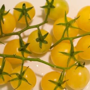 Tomato Lemon Cherry - 4" Potted Vegetable