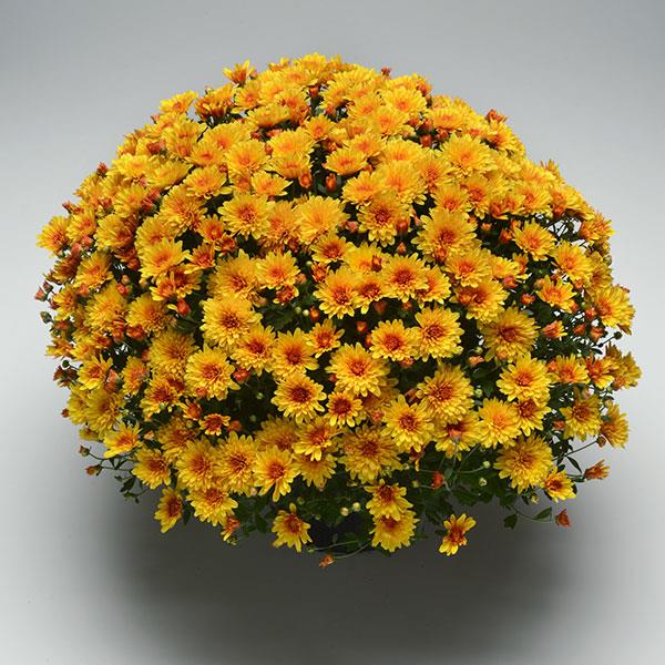 Hot Spot Bronze - 9"x6" Potted Garden Mum