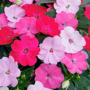 SunPatiens Happy Days Mix - 11" Hanging Basket