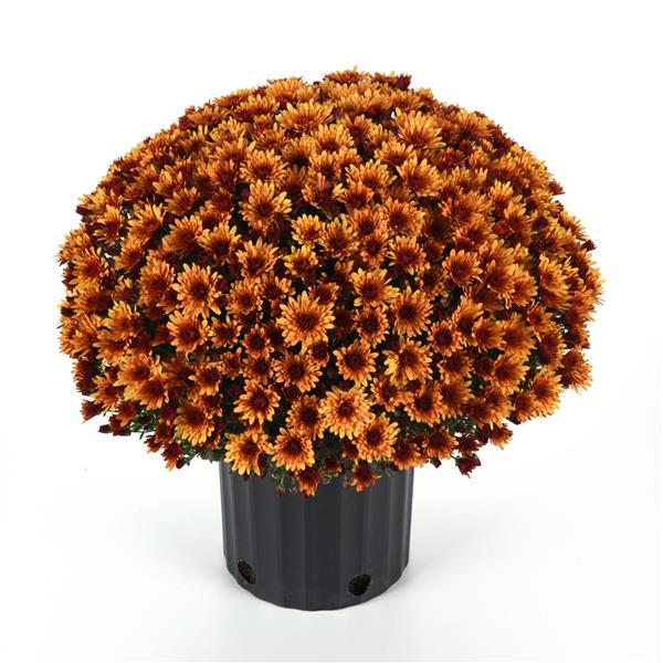 Cosmic Meteor Bronze - 5" Potted Garden Mum