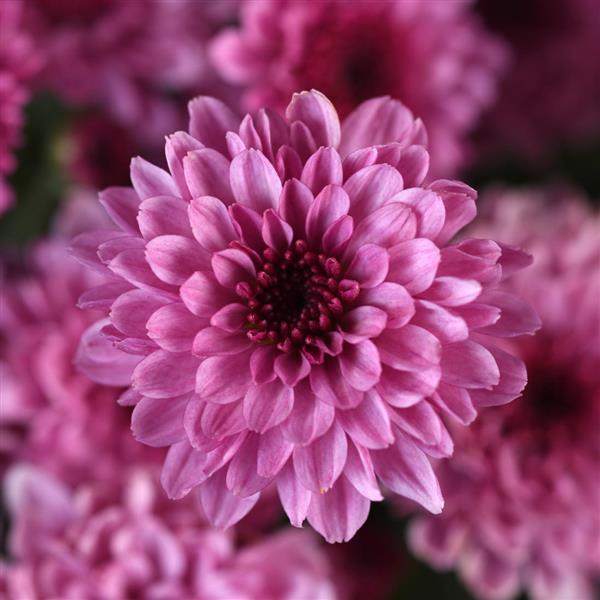 Cyclone Purple - 8"x5" Potted Garden Mum