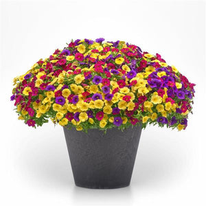 213 Calibrachoa Bloom Me Away - 11" Hanging Basket