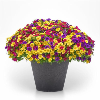 213 Calibrachoa Bloom Me Away - 11" Hanging Basket