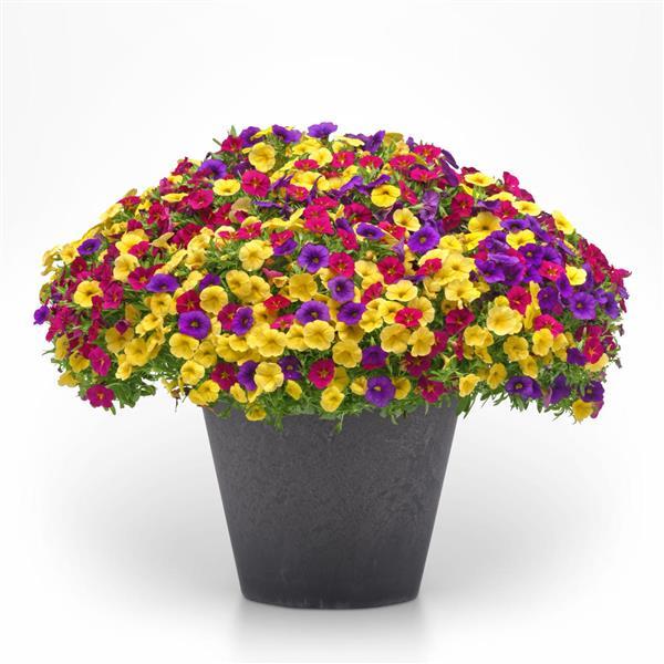 213 Calibrachoa Bloom Me Away - 11" Hanging Basket