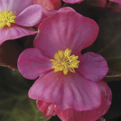 Begonia Harmony Mix - 4 Pack Annual
