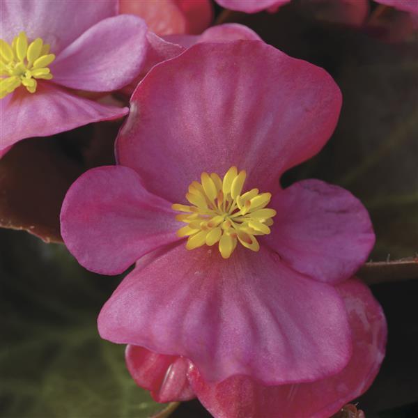 Begonia Harmony Mix - 4 Pack Annual