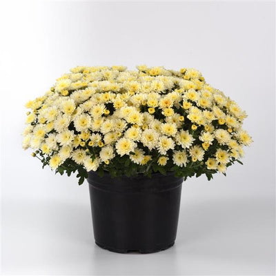 Cyclone White - 8"x5" Potted Garden Mum