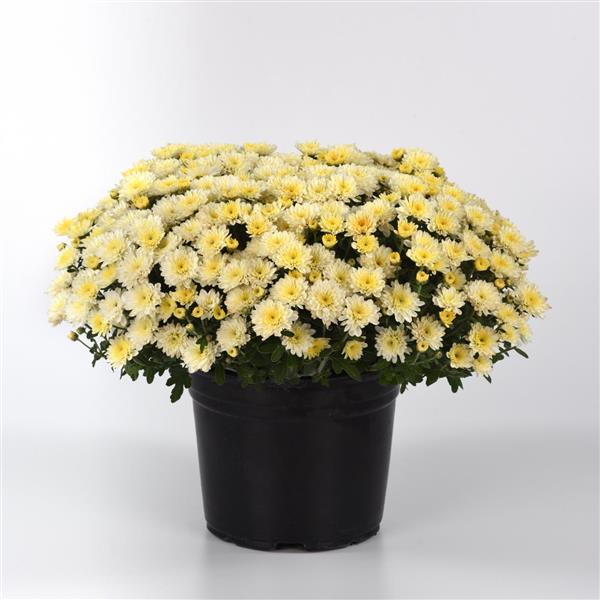 Cyclone White - 8"x5" Potted Garden Mum