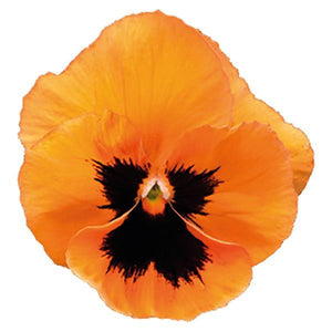 Pansy Inspire Plus Orange Blotch - 6 Pack Annual