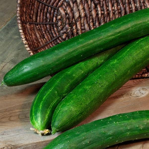 Cucumber Tasty Bush Type - 4" Potted Vegetable